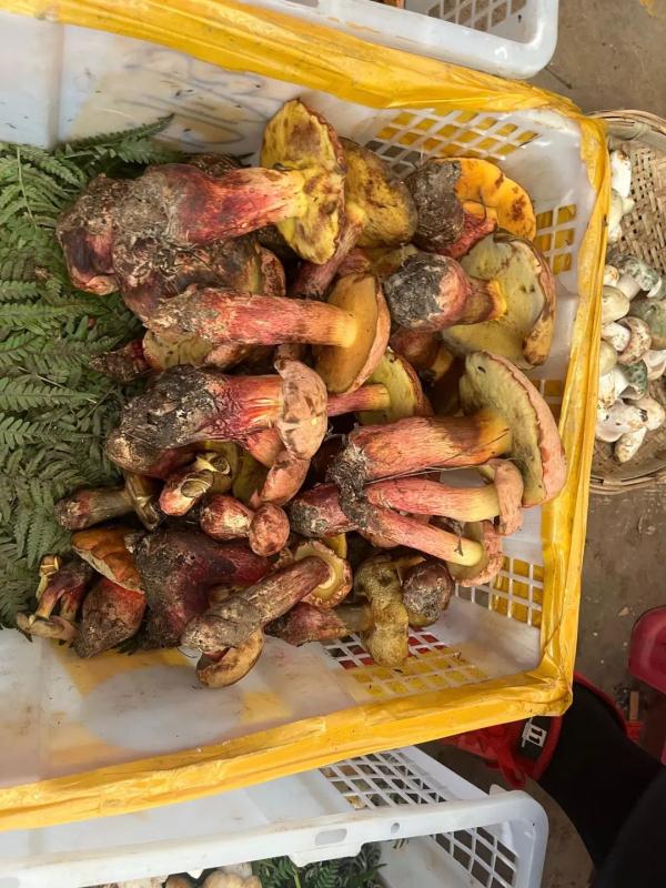吃货抓紧！昆明野生菌数量大减 见手青价格猛涨
