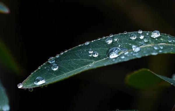 今日白露 | 凝玉花上露 清影入山秋