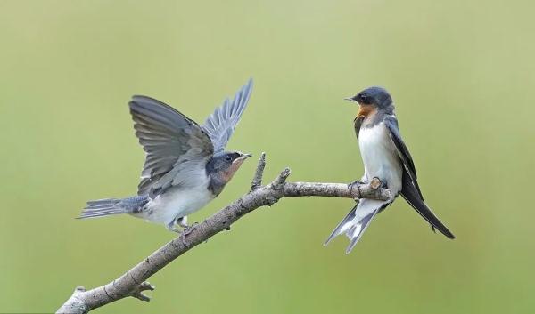 今日白露 | 凝玉花上露 清影入山秋