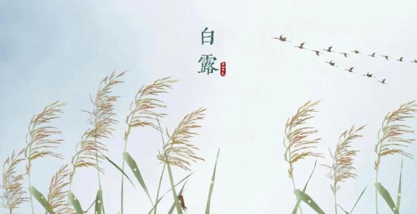 今日白露 | 凝玉花上露 清影入山秋