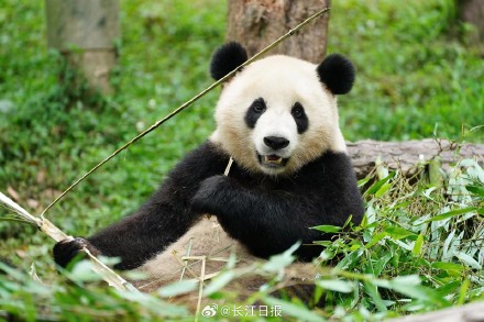 大熊猫武林盟盟到武汉了！