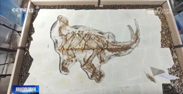 世界罕见!2具恐龙化石被发现!保存程度近100%→ 世界罕见!2具恐龙化石被发现!保存程度近100%→