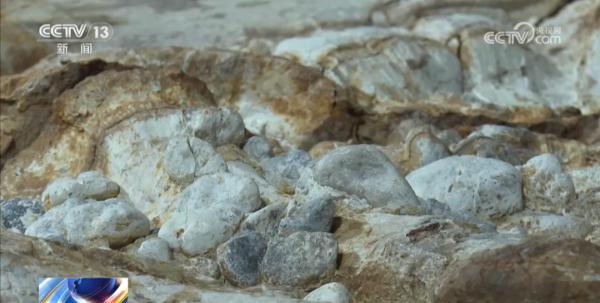 世界罕见!2具恐龙化石被发现!保存程度近100%→ 世界罕见!2具恐龙化石被发现!保存程度近100%→