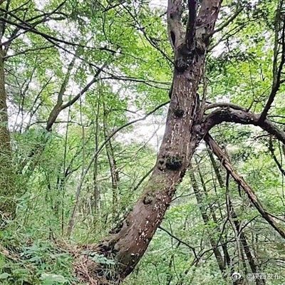 秦岭高海拔地区首次发现野生红豆杉 秦岭高海拔地区首次发现野生红豆杉