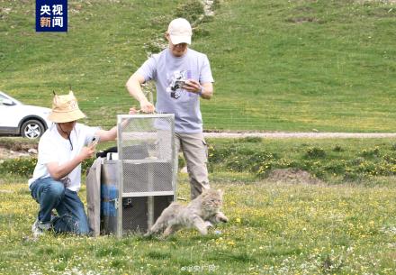 偷鸡被救助的荒漠猫黄太急有新家啦