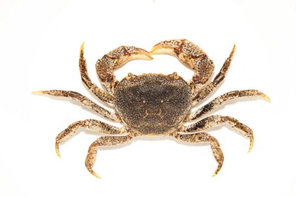 发现螃蟹新物种！专家提醒：先别吃……