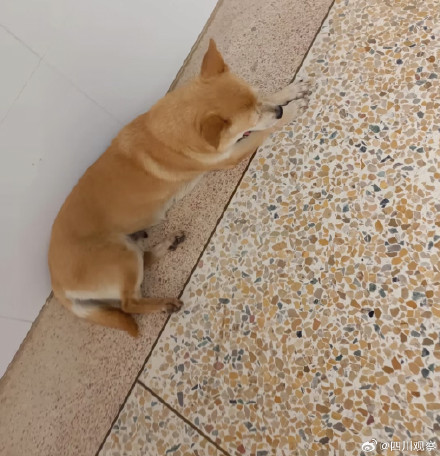 阿黄再见！谢谢海安中学给阿黄一个家