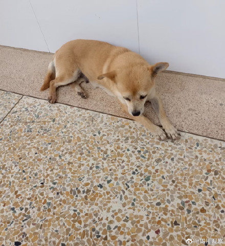 阿黄再见！谢谢海安中学给阿黄一个家