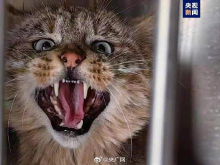 偷鸡被救助的荒漠猫黄太急有新家啦