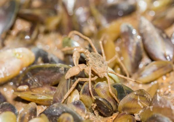 发现螃蟹新物种！专家提醒：先别吃……