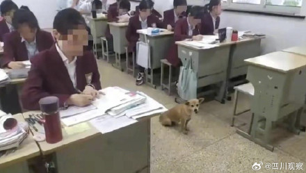 阿黄再见！谢谢海安中学给阿黄一个家