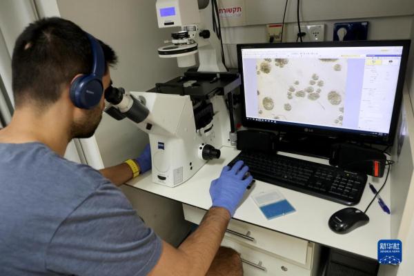 以色列研究人员通过干细胞创建出人类早期胚胎模型