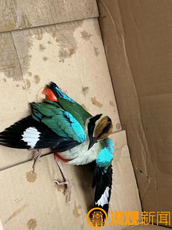 “鸟中仙女”突然现身！就在南昌......