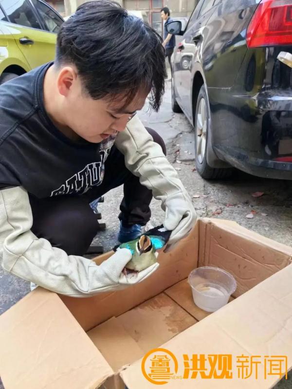 “鸟中仙女”突然现身！就在南昌......