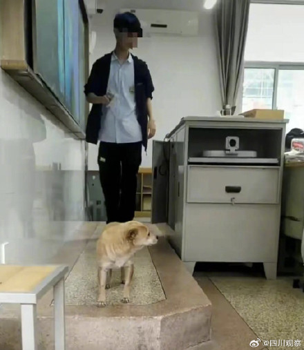 阿黄再见！谢谢海安中学给阿黄一个家