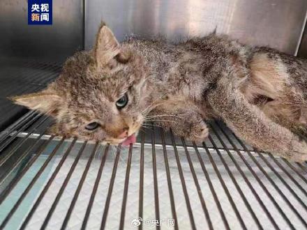 偷鸡被救助的荒漠猫黄太急有新家啦