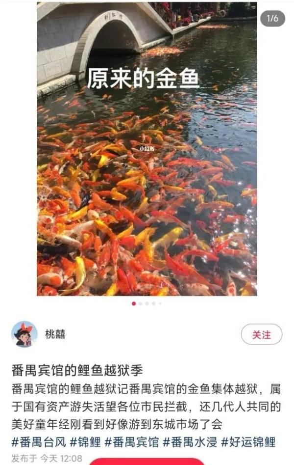 广州暴雨致鳄鱼出逃、高价锦鲤游失?各方回应来了 广州暴雨致鳄鱼出逃、高价锦鲤游失?各方回应来了