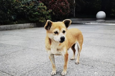 阿黄再见！谢谢海安中学给阿黄一个家