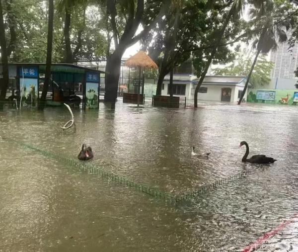 广州暴雨致鳄鱼出逃、高价锦鲤游失?各方回应来了 广州暴雨致鳄鱼出逃、高价锦鲤游失?各方回应来了