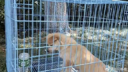 阿黄再见！谢谢海安中学给阿黄一个家