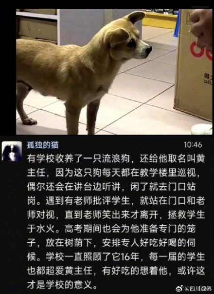 阿黄再见！谢谢海安中学给阿黄一个家