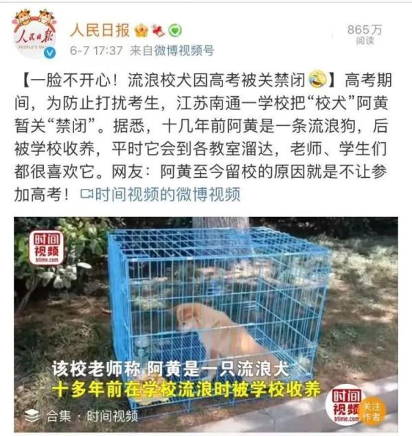 流浪狗“黄主任”去世，曾因高考期间被关禁闭而走红