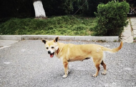 阿黄再见！谢谢海安中学给阿黄一个家