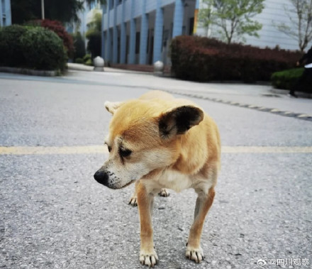 阿黄再见！谢谢海安中学给阿黄一个家