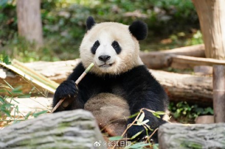 大熊猫武林盟盟到武汉了！