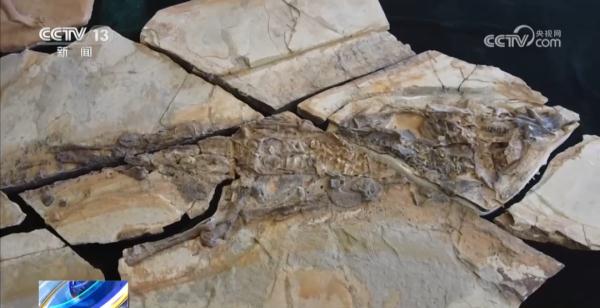 世界罕见!2具恐龙化石被发现!保存程度近100%→ 世界罕见!2具恐龙化石被发现!保存程度近100%→