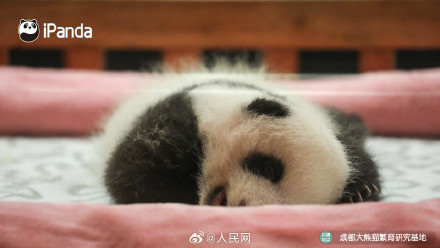 炸毛的熊猫宝宝谁不爱呢