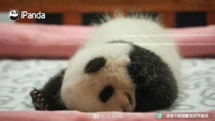 炸毛的熊猫宝宝谁不爱呢