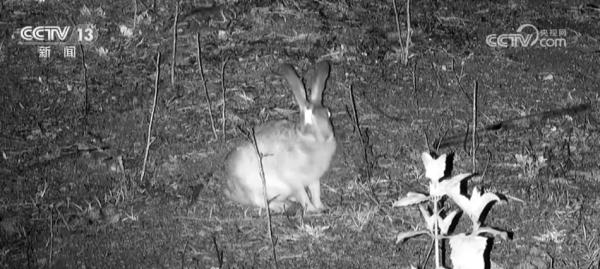 海南大田保护区拍摄到多种珍稀野生动物 海南大田保护区拍摄到多种珍稀野生动物