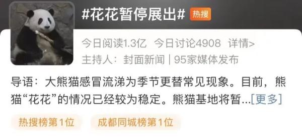 熊猫届顶流“花花”感冒了,暂停营业! 熊猫届顶流“花花”感冒了,暂停营业!