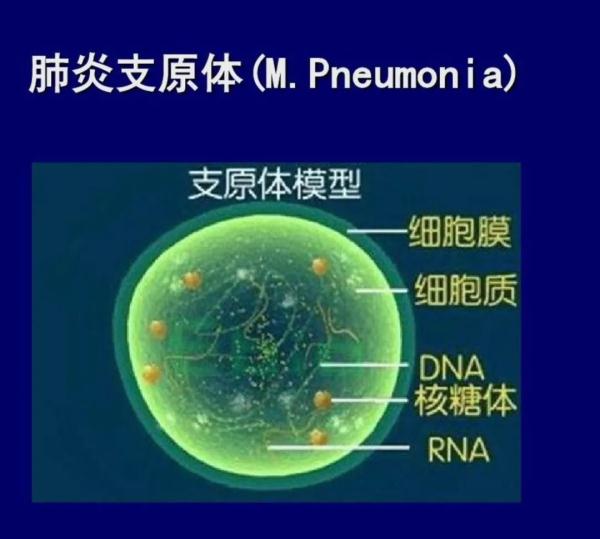 孩子高烧不退、咳嗽剧烈?当心这个病! 孩子高烧不退、咳嗽剧烈?当心这个病!