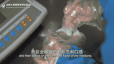 大熊猫和花，暂停展出！