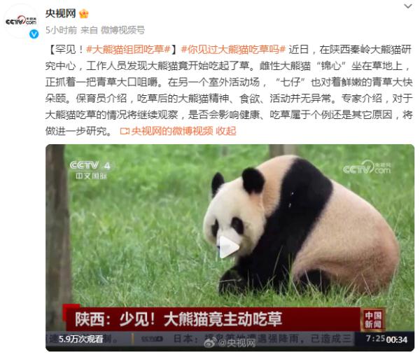 少见!大熊猫组团吃草 少见!大熊猫组团吃草