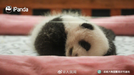 炸毛的熊猫宝宝谁不爱呢