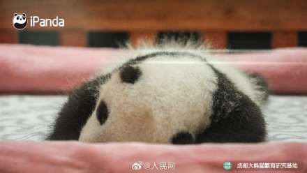 炸毛的熊猫宝宝谁不爱呢