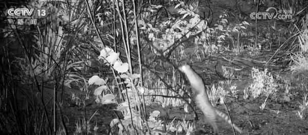 海南大田保护区拍摄到多种珍稀野生动物 海南大田保护区拍摄到多种珍稀野生动物