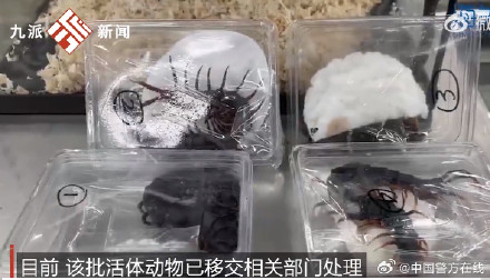 震惊！女子身藏15条蛇4条蜈蚣1条蜥蜴入境