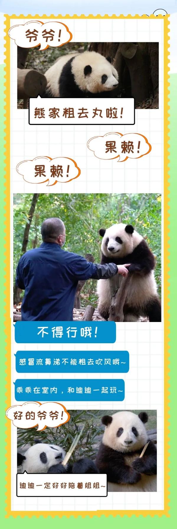 大熊猫和花，暂停展出！