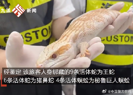 震惊！女子身藏15条蛇4条蜈蚣1条蜥蜴入境