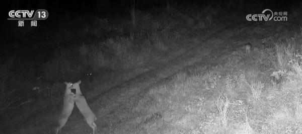 海南大田保护区拍摄到多种珍稀野生动物 海南大田保护区拍摄到多种珍稀野生动物