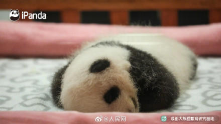 炸毛的熊猫宝宝谁不爱呢