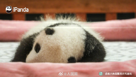 炸毛的熊猫宝宝谁不爱呢