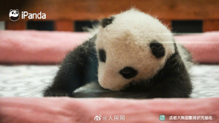 炸毛的熊猫宝宝谁不爱呢