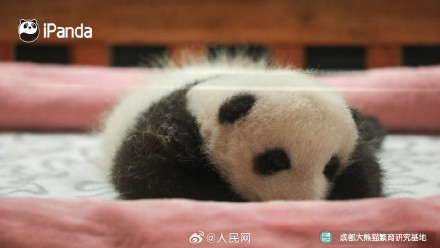 炸毛的熊猫宝宝谁不爱呢