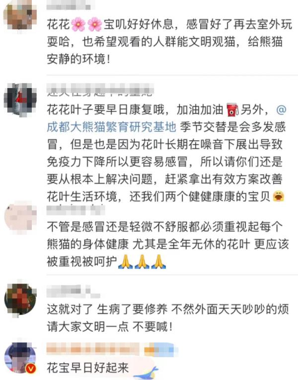 熊猫届顶流“花花”感冒了,暂停营业! 熊猫届顶流“花花”感冒了,暂停营业!