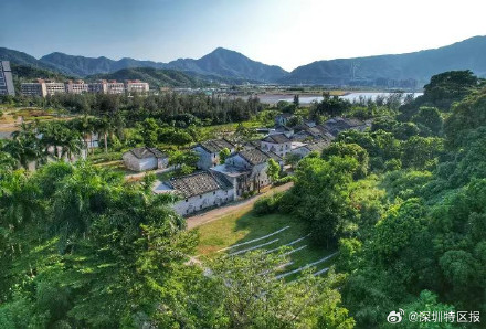 深圳这个古树群入选全国最美古树群